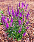 Very Van Gogh Spiked Speedwell Veronica Spicata - 2 Pint Pots