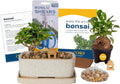 Costa Farms Bonsai Tree Kit DIY Live Bonsai - Grow at Home