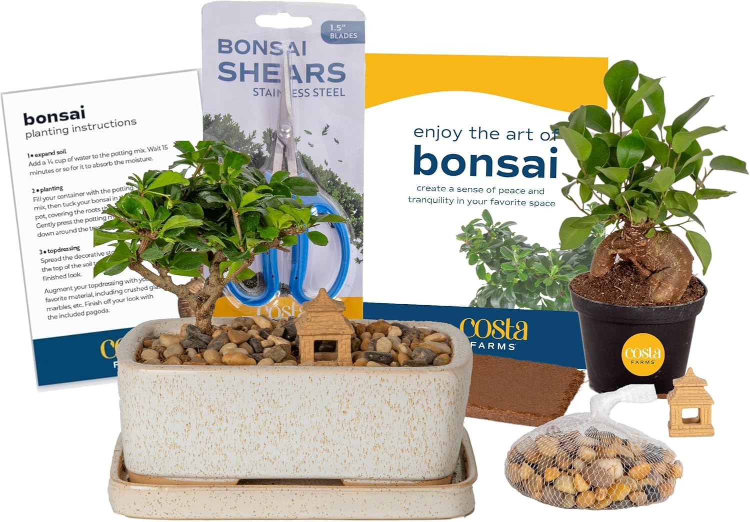 Grow Your Own Bonsai Tree Kit for Fun Arts and Crafts