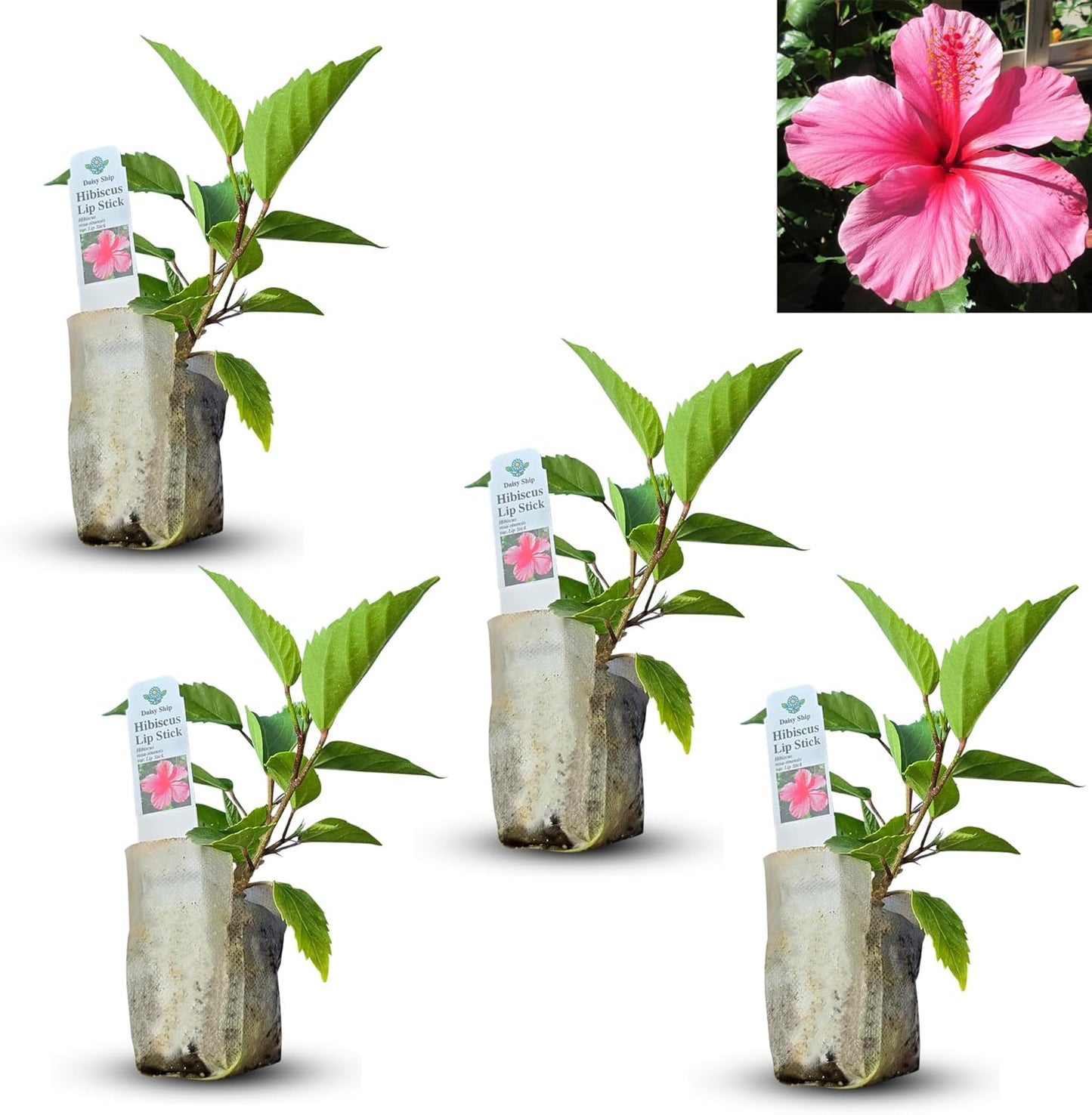 Vibrant Pink Hibiscus rosa-sinensis Live Plant for Your Garden