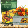 Outsidepride French Marigold Seeds Mix - Compact Vibrant Blooms