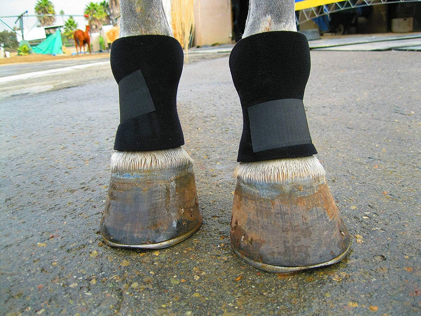 Bedsore Boots for Horses: Effective Healing and Protection
