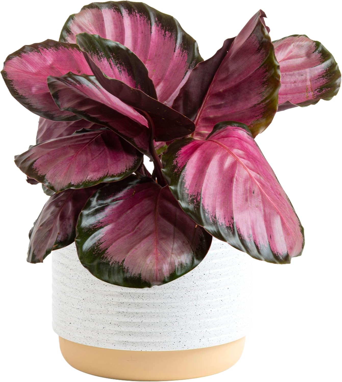 Costa Farms Calathea Pink Star Live Plant for Home Decor