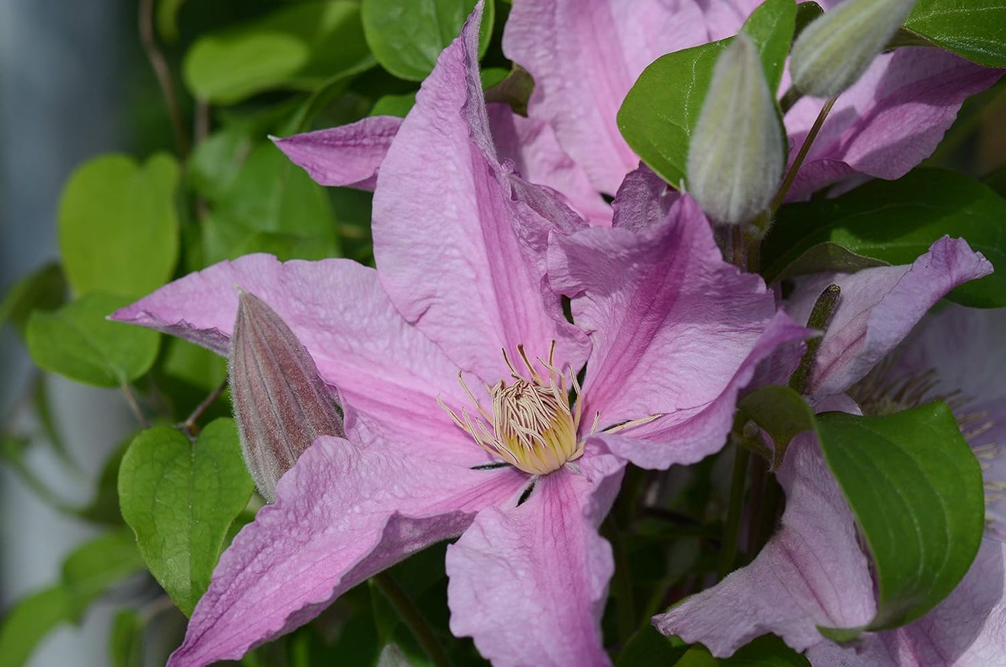 Raymond Evison Clematis Sally - Stunning Pink Perennial Flowers