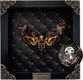 Real Death Head Moth White Skull Shadow Box - Gothic Wall Art