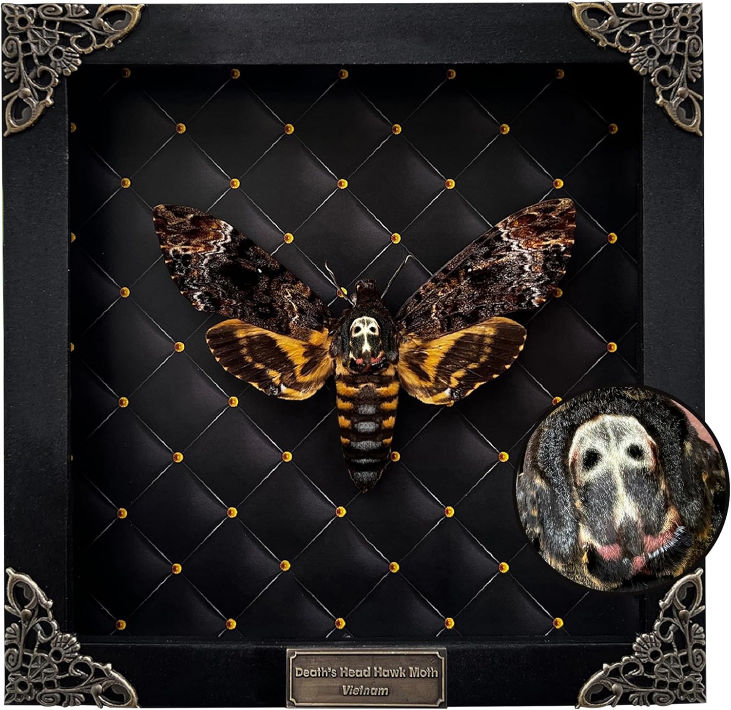 Real Death Head Moth White Skull Gothic Wall Art Decor