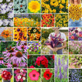 Southeast Wildflower Mixed Seeds 25 lb - Pollinator Mix