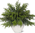 80 Pcs Real Touch Norfolk Pine Branches - Lifelike 18 in Faux Greens