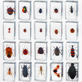 Resin Insect Specimen Paperweights 20-Piece Set - Educational