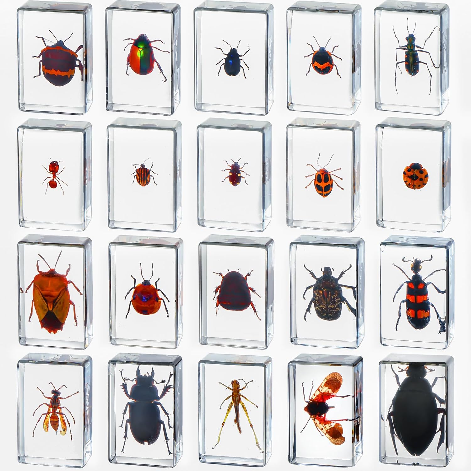 20 Pcs Insect in Resin Bug Specimen Collection for Education