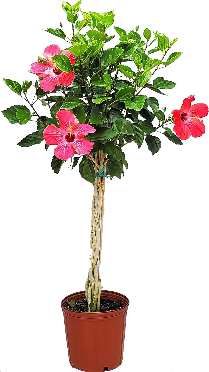 Hibiscus Plants Live - Braided Hibiscus Tree - Pink Painted Lady