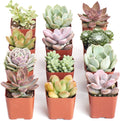 Mini Succulent Plant Pack Collection - Live 2ft Succulents, Pack of 12