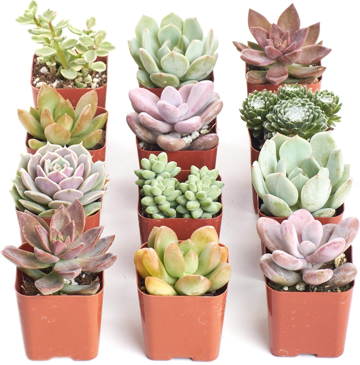 Mini Succulent Plant Pack Collection - Live 2in Succulent Plants