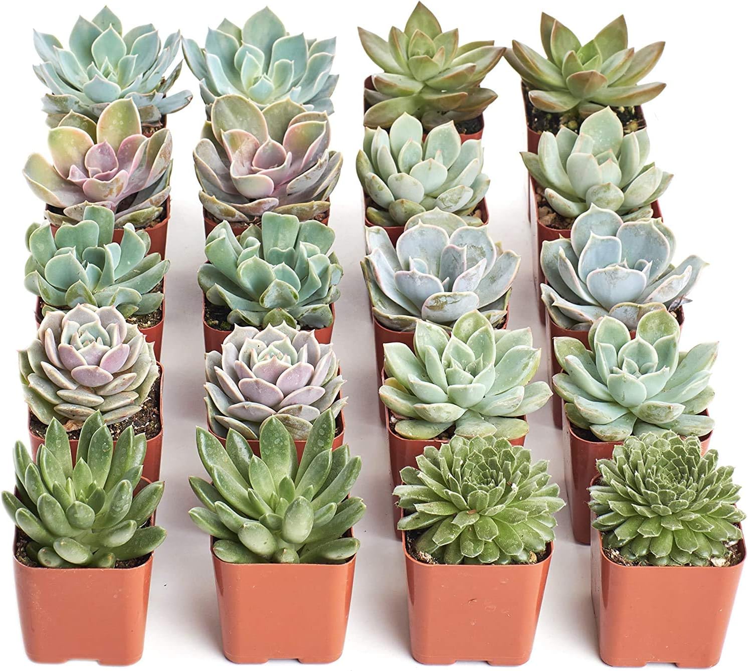 Rosette Succulent Plant Pack - Live Mini Succulent Plants