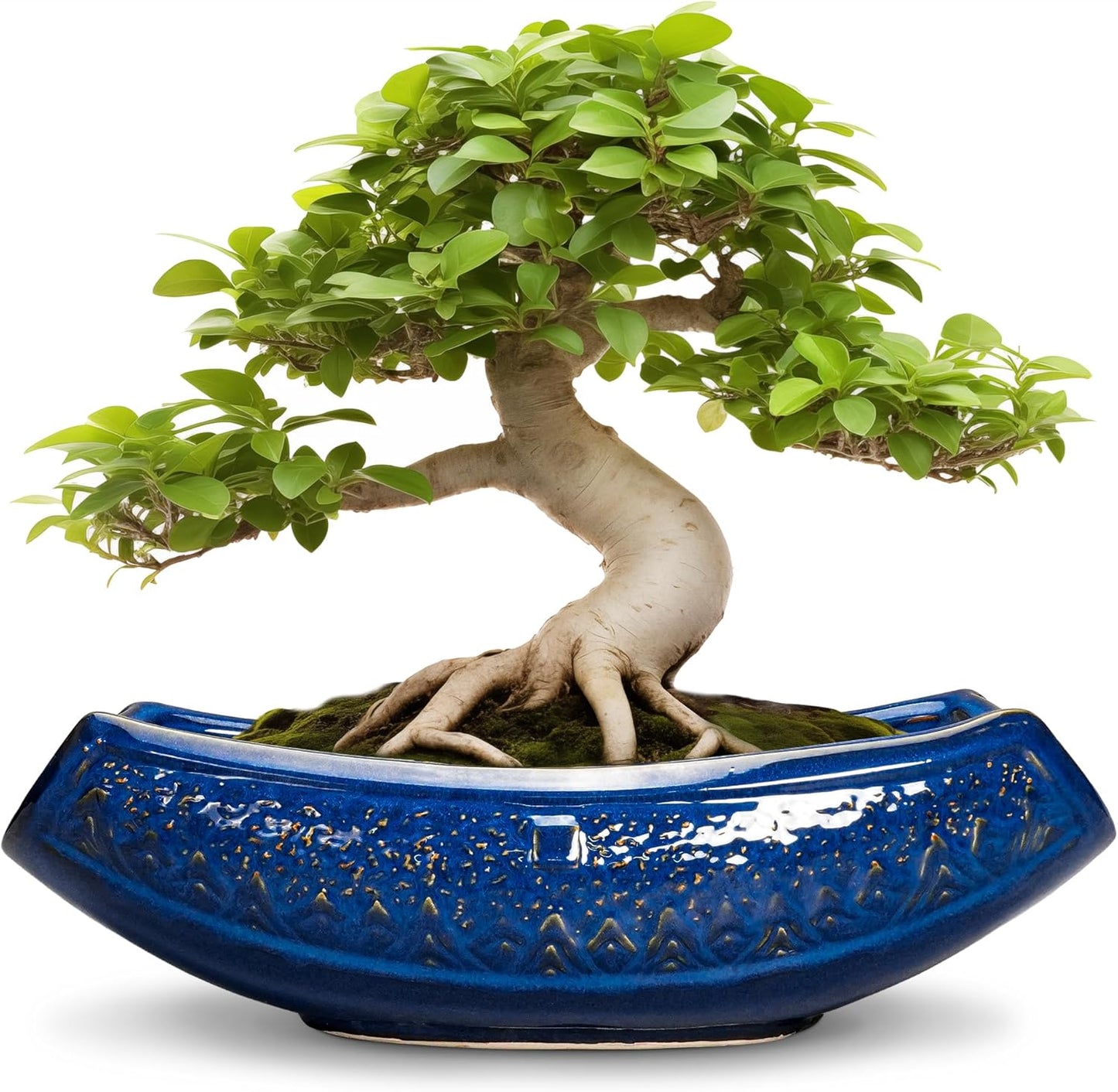Bonsai Pots - 18 Inch Large Ceramic Succulent Planter for Home