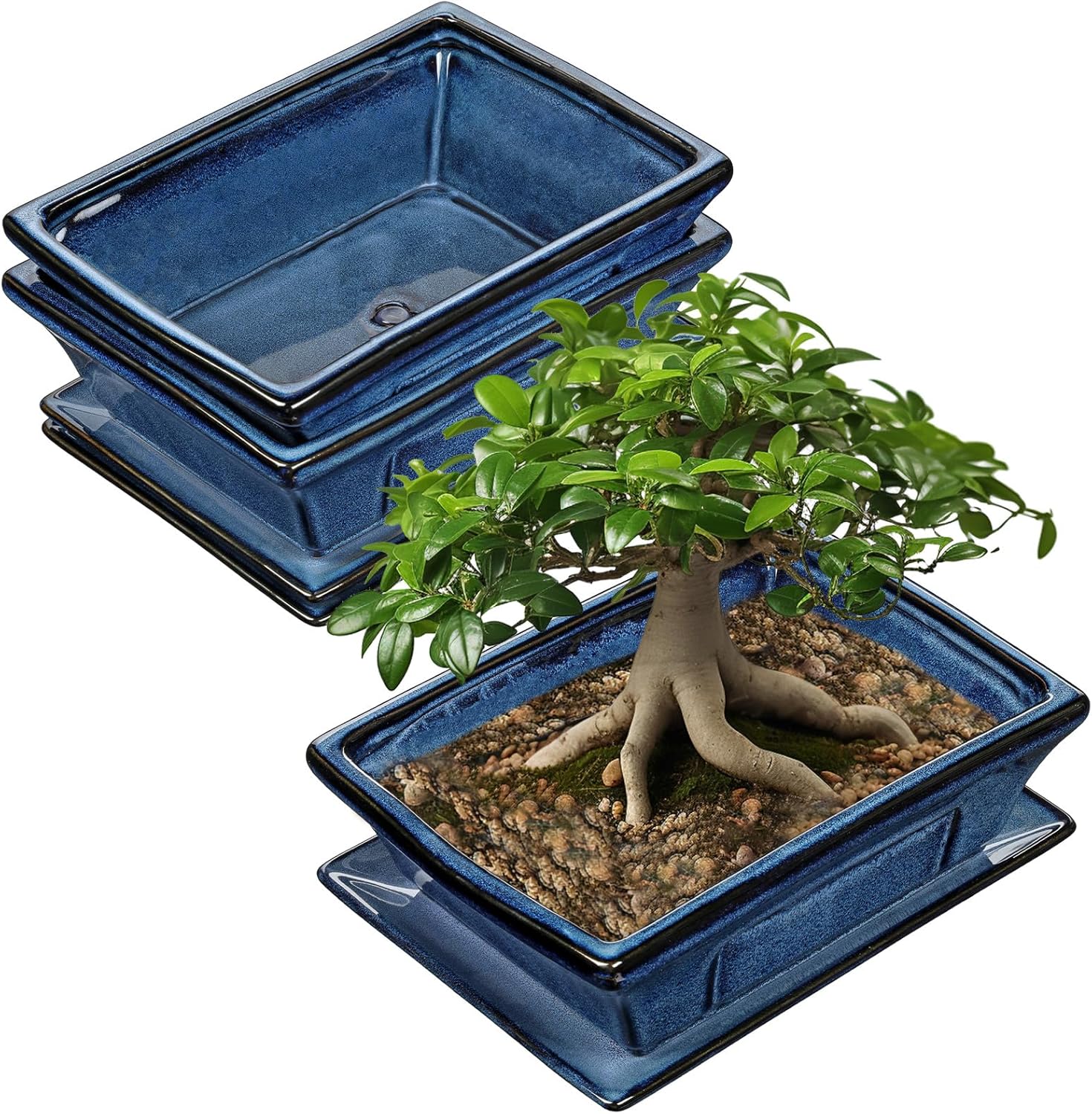 Large Ceramic Bonsai Pots Set of 2 with Drainage Trays