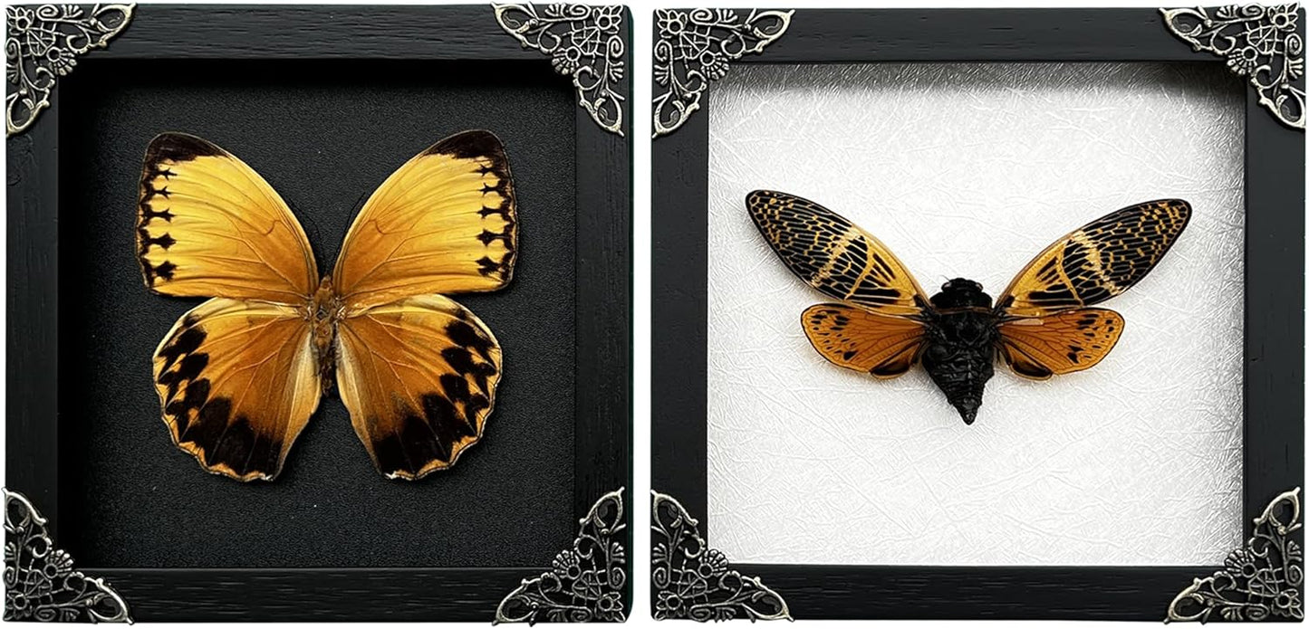 2 Real Framed Butterfly Cicada Shadow Box Taxidermy Oddities