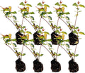 Jasmine Summer 2-6in Live Plant for Indoor Outdoor Use