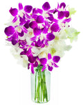 Opal Orchid Bouquet of Purple and White Orchids - Long-Lasting Gift