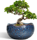 Bonsai Pots - 13 Inch Large Ceramic Planter for Indoor Outdoor