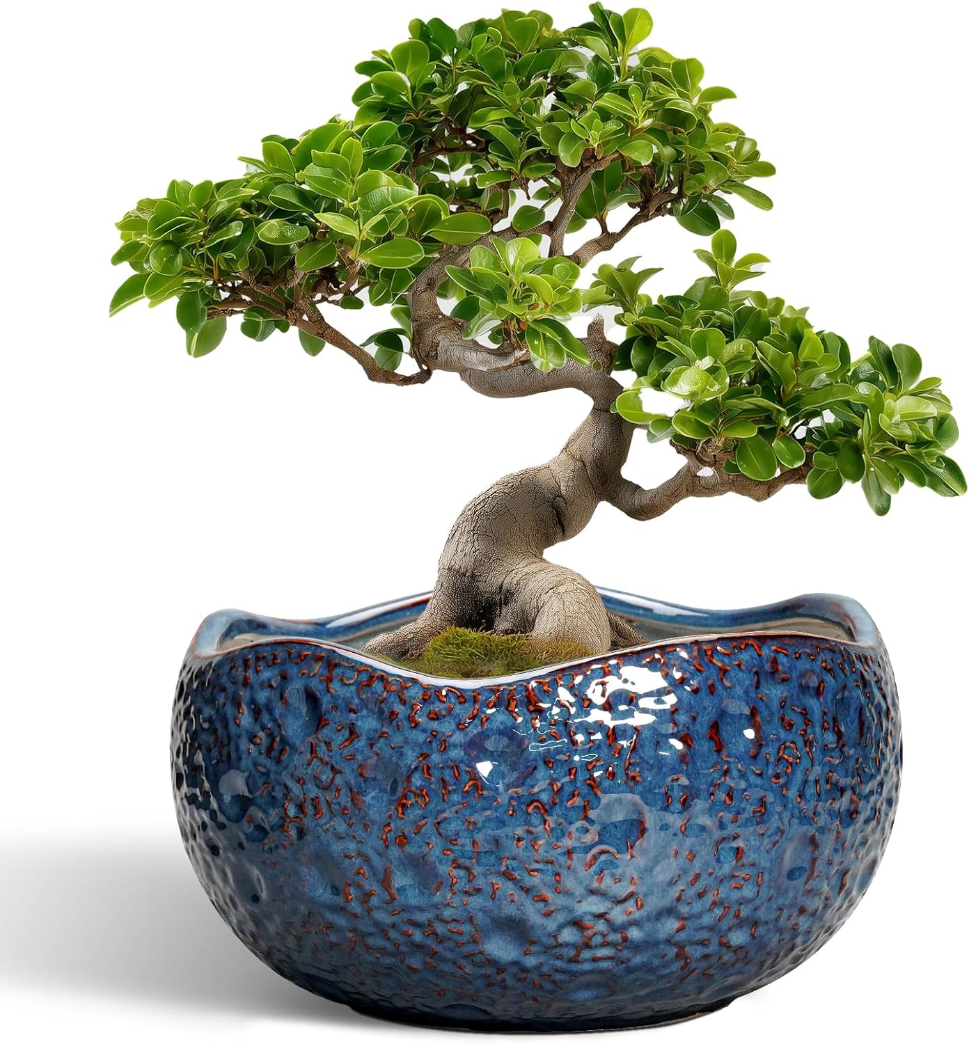 Bonsai Pots - 13 Inch Large Ceramic Planter for Indoor Outdoor