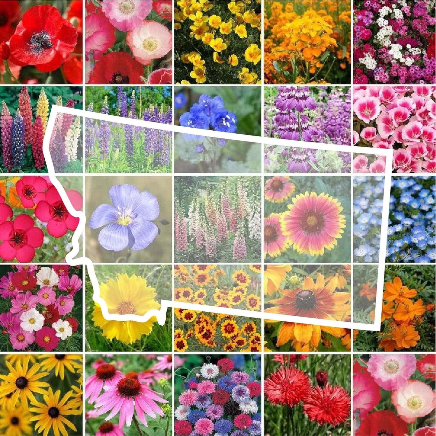 Montana Wildflower Mixed Seeds for Planting - 1 lb of Beauty