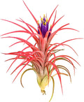 Large Air Plants - 3 Victoriana 5-7 in - Seasonal Color & Form