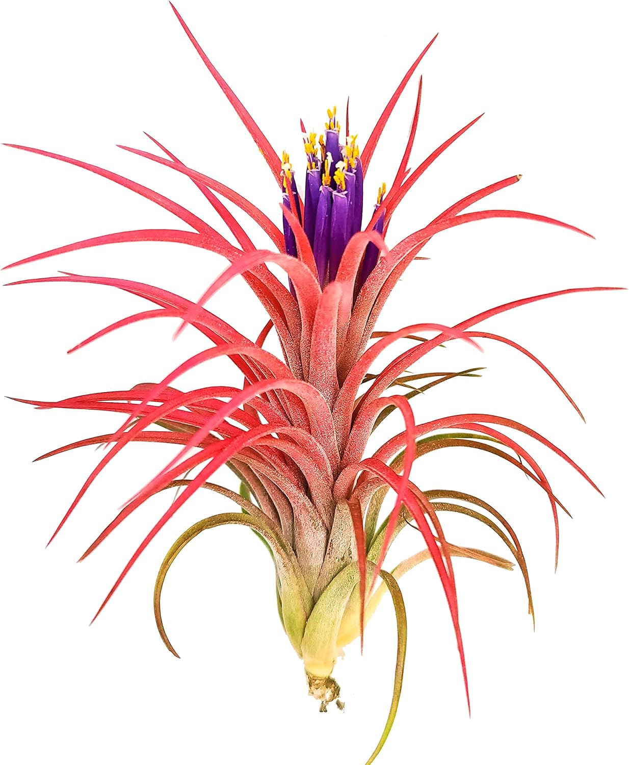Large Air Plants - 3 Victoriana - Unique Seasonal Colors & Forms