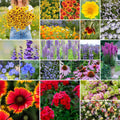 North American Native Wildflower Mixed Seeds - Pollinator Mix