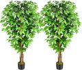 5ft Ficus Artificial Trees with Natural Curved Trunks - Lush 60in Faux
