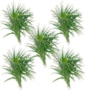 Air Plants Flowering Tillandsia Pink Paske Large 5in - 5ct