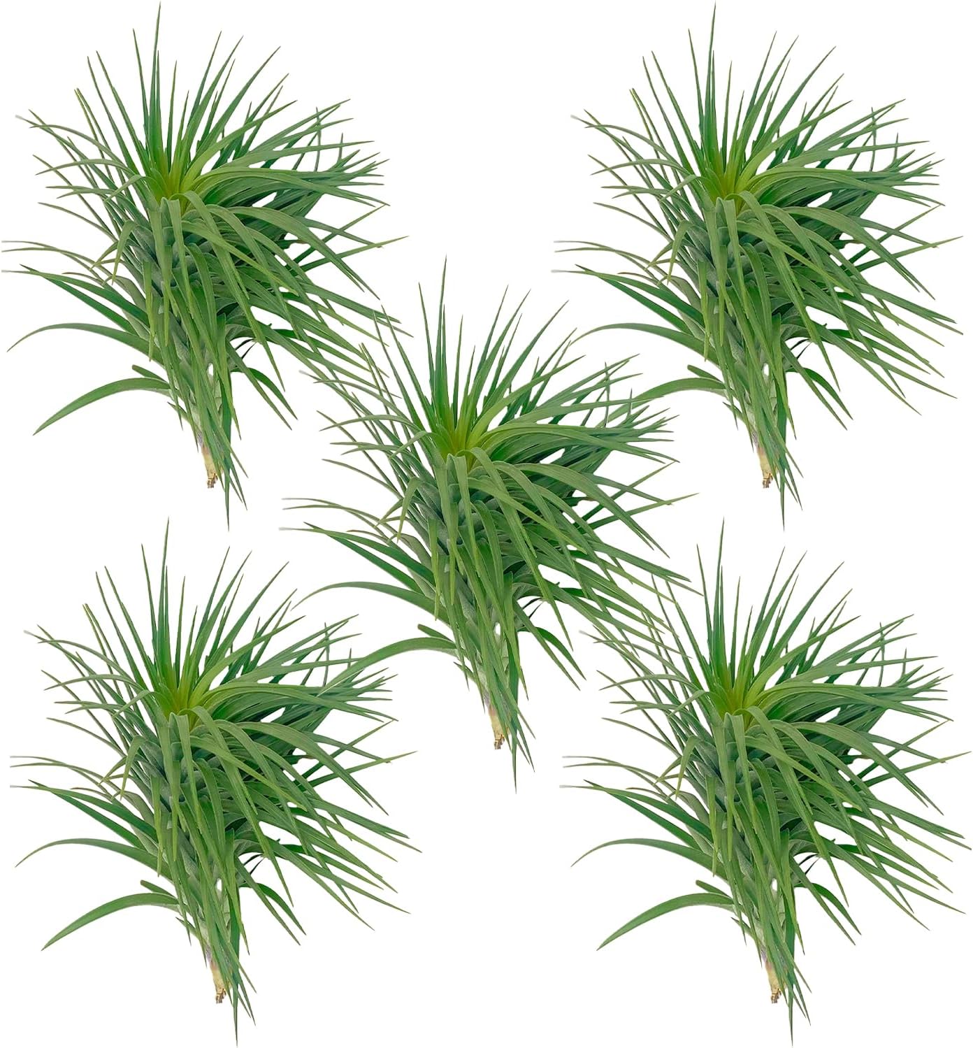 Large Flowering Tillandsia Pink Paske Air Plants for Home Decor