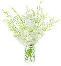 White Dendrobium Orchid Bouquet of 20 with Vase - Long-Lasting Gift