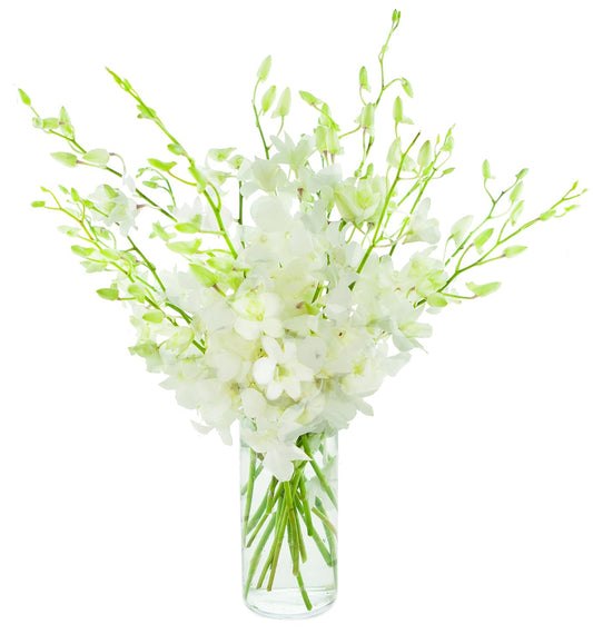 Exotic Perla White Orchid Bouquet of 20 Fresh Dendrobium Flowers