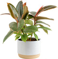 Ficus Live Indoor Houseplant - Hand-Selected, Pre-Potted Beauty