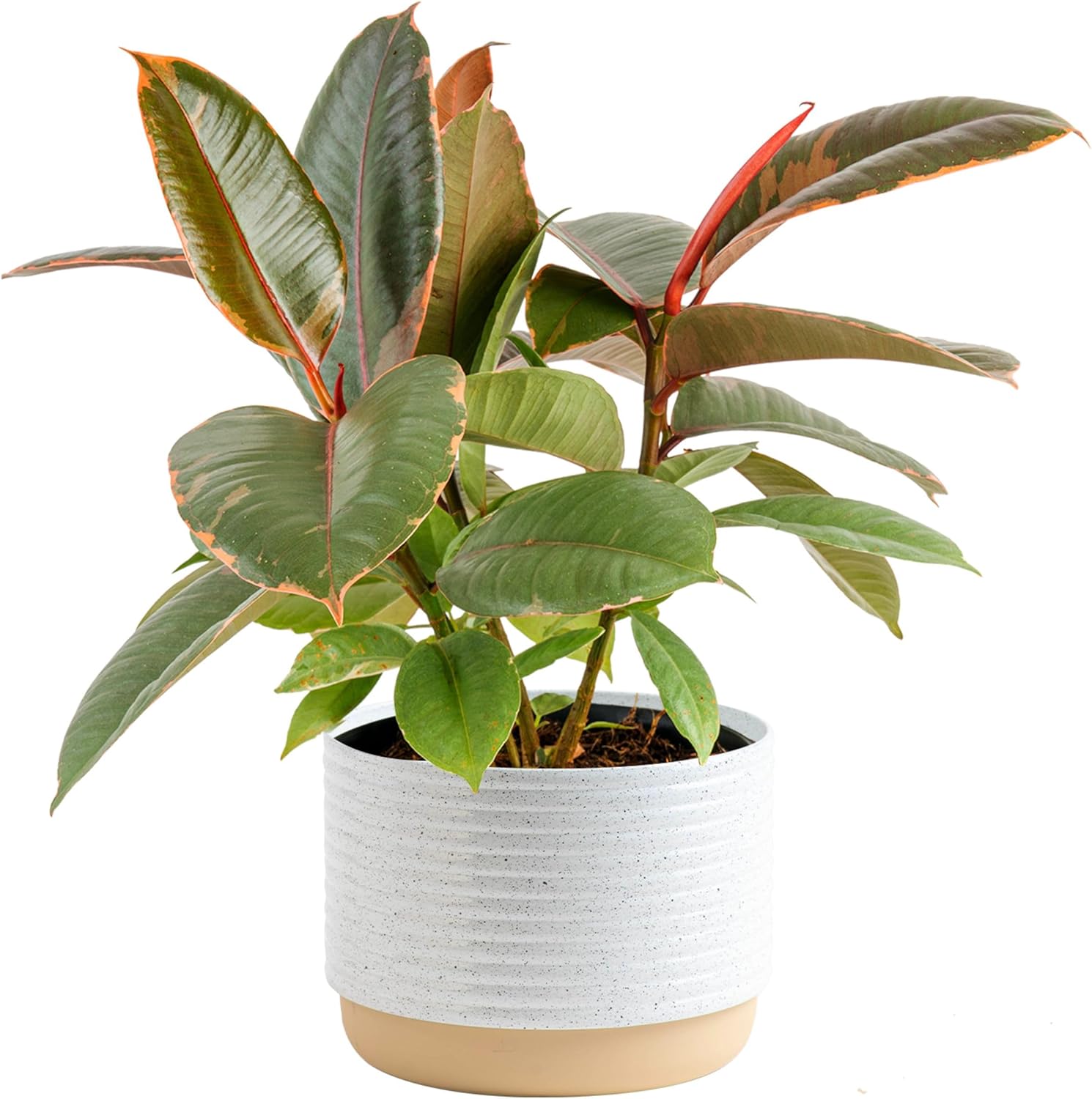 Ficus Live Plant - Easy to Grow Indoor Houseplant for Decor