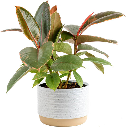 Ficus Live Plant - Easy to Grow Indoor Houseplant for Decor