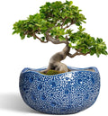 Bonsai Tree Pot 13 in Ceramic Round Planter - Modern Moon Design