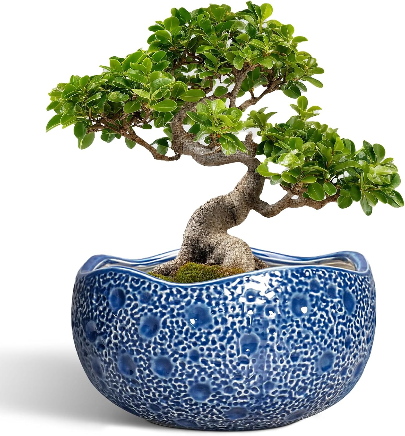 Bonsai Tree Pot - 13 Inch Large Ceramic Planter for Indoor Use