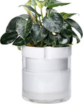 Phoenix Vine 10 Inch Self Watering Planter - White Terracotta Pot