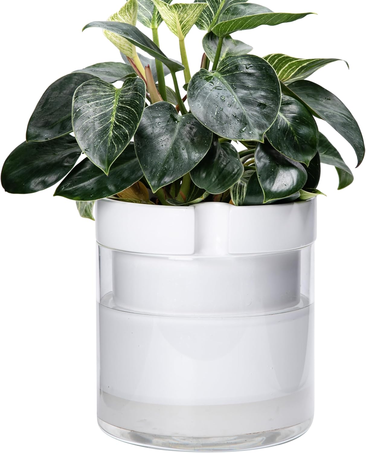 Self Watering Planter for Indoor Plants by Phoenix Vine - 10 Inch