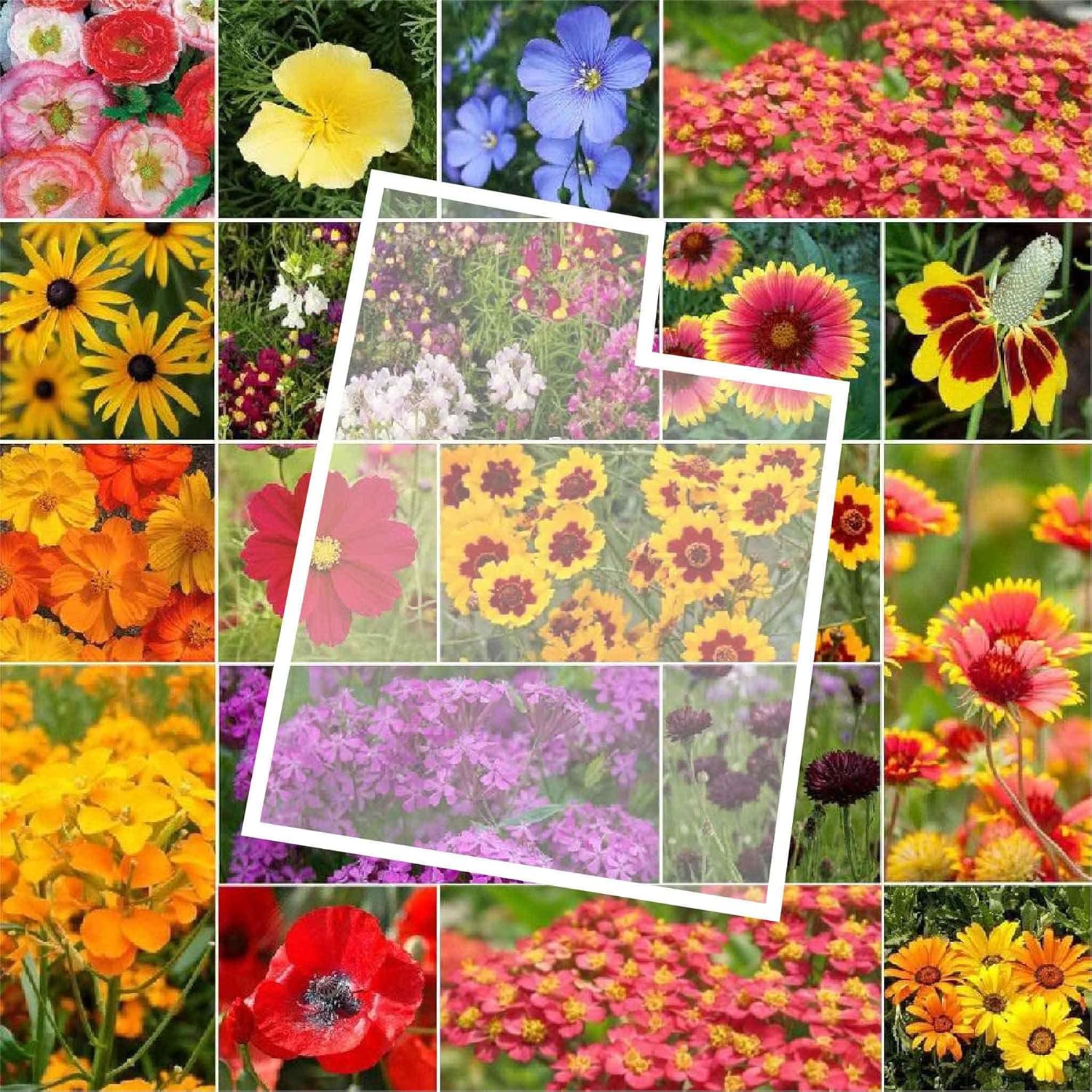 Eden Brothers Utah Wildflower Mixed Seeds for Planting 1 lb