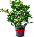 Meyer Lemon Tree Live Plant 18-22 in - Dwarf Indoor/Outdoor