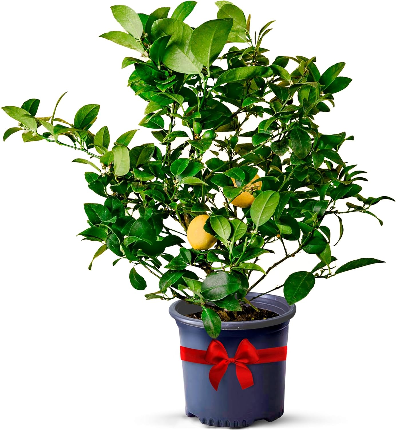 Meyer Lemon Trees Live Plants for Fresh Citrus at Home
