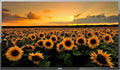 Jensen JE5023 50in LED TV - Full HD with Integrated HDTV Tuner