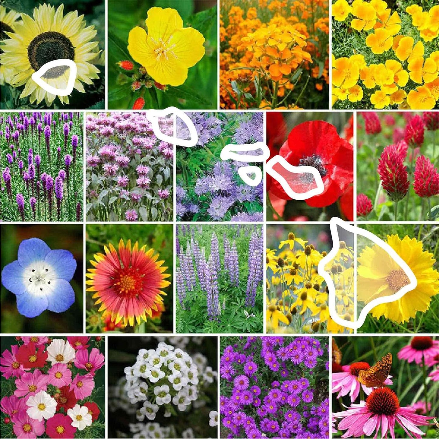 Eden Brothers Hawaii Wildflower Mixed Seeds for Planting 1 lb