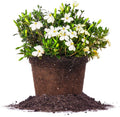 Perfect Plants Kliem's Hardy Gardenia Live Plant - Fragrant Dwarf