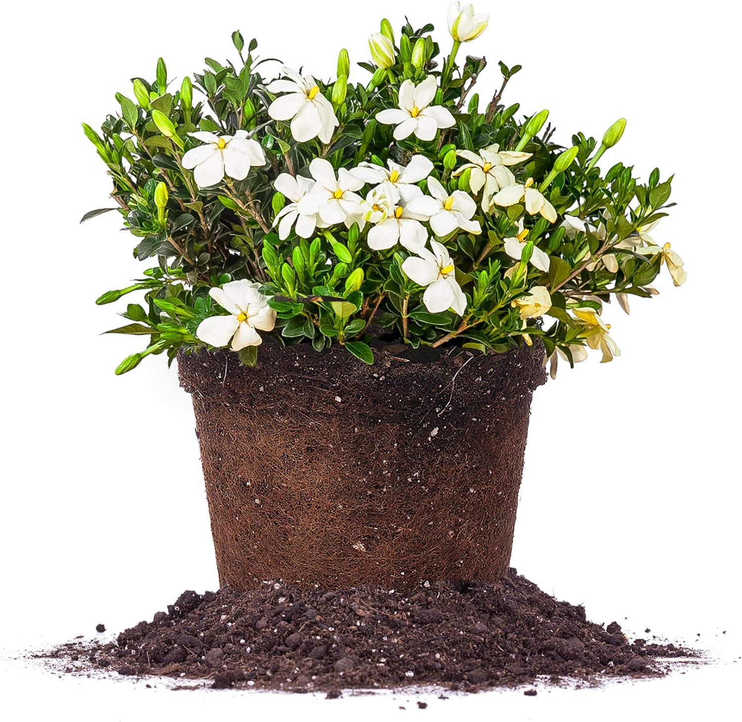 Kliem's Hardy Gardenia Live Plant - Perfect for Fragrant Gardens