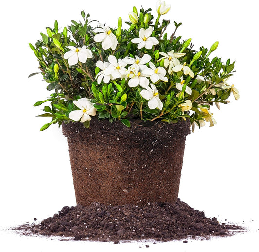 Kliem's Hardy Gardenia Live Plant - Perfect for Fragrant Gardens