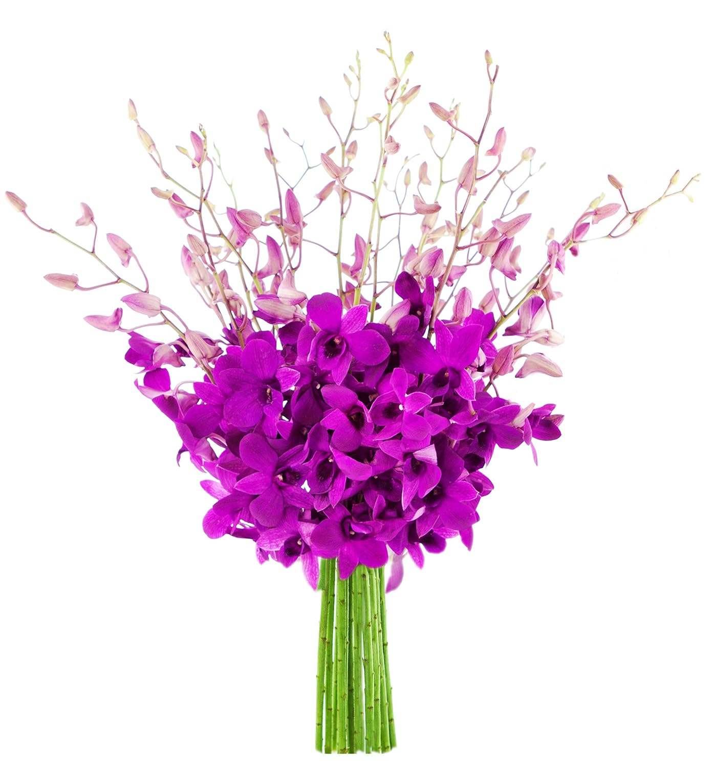 Exotic Purple Orchid Bouquet of 20 Dendrobium Flowers for Gifts